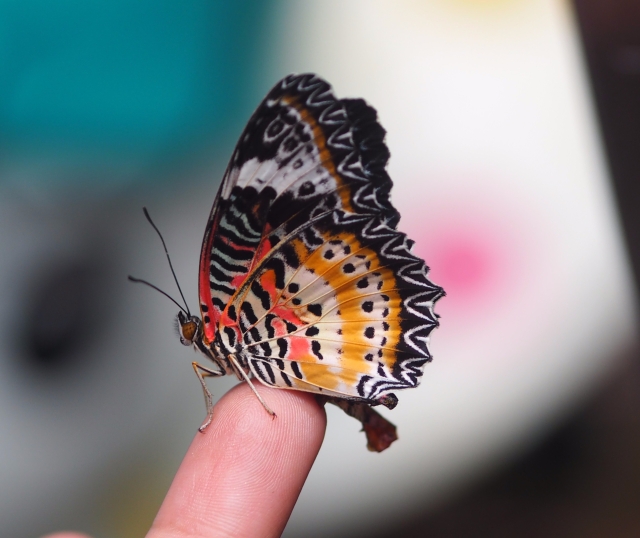 Butterfly at Entopia, Penang
